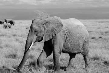Fototapeta na wymiar Black and White images of elephants in the wild