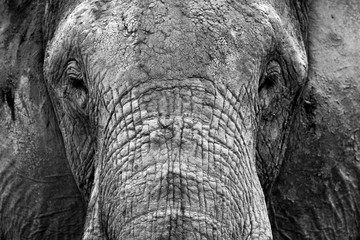 Black and White images of elephants in the wild