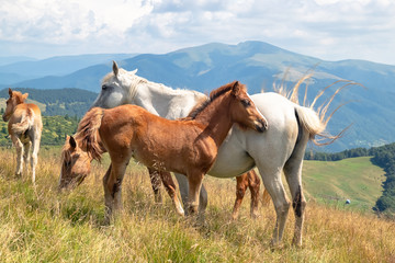 Horses with a foal walking in the mountains on a meadow on a warm summer day. Natural background © fotolesnik