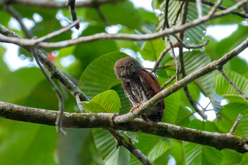  chestnut-backed owlet (Glaucidium castanotum), Sinharaja Rain Forest Reserve, Sri Lanka