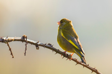 Fototapeta premium Greenfinch Chloris chloris bird singing