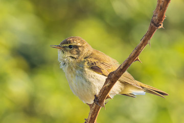 Common chiffchaff bird Phylloscopus collybita