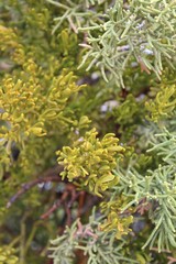 The hemiparasitic Southern Mojave Desert native Bollean Mistletoe, Phoradendron Bolleanum, differs from purely parasitic counterparts with the ability to carry out photosynthesis.