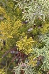Obraz premium The hemiparasitic Southern Mojave Desert native Bollean Mistletoe, Phoradendron Bolleanum, differs from purely parasitic counterparts with the ability to carry out photosynthesis.