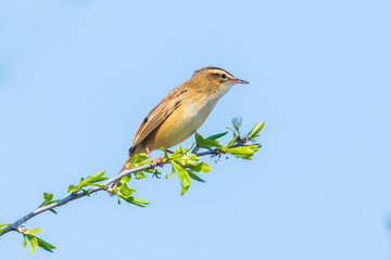 Eurasian reed warbler Acrocephalus scirpaceus bird singing in reeds during sunrise.