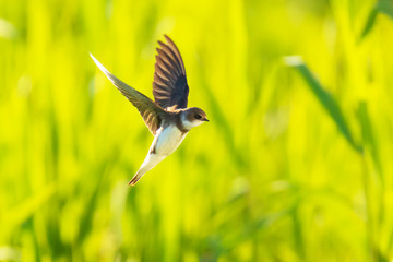Sand martin, bank swallow Riparia riparia in flight nesting