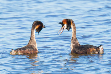 Great crested grebe Podiceps cristatus mating during Springtime