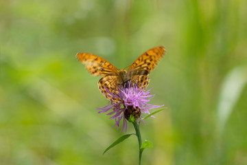 The dark green fritillary (Speyeria aglaja, previously known as Argynnis aglaja) is a species of butterfly in the family Nymphalidae.