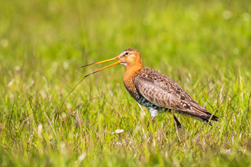 Black-tailed godwit Limosa Limosa foraging in a green meadow