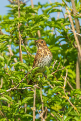 Closeup of a Song thrush Turdus philomelos bird singing in a tree