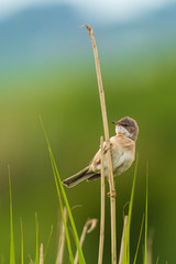 Whitethroat bird, Sylvia communis, foraging in a meadow