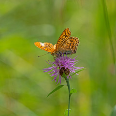 The dark green fritillary (Speyeria aglaja, previously known as Argynnis aglaja) is a species of butterfly in the family Nymphalidae.