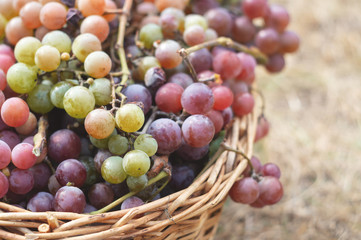 Green and purple grapes in a basket in the garden