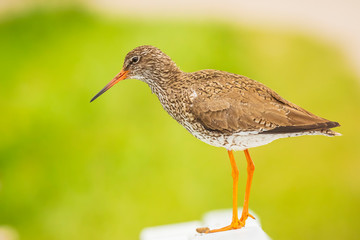 common redshank (tringa totanus) in farmland