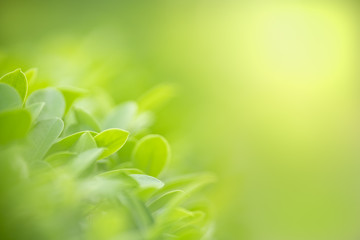 Close up of nature view green leaf on blurred greenery background under sunlight with bokeh and copy space using as background natural plants landscape, ecology wallpaper concept.