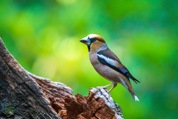 Obraz premium Closeup of a male hawfinch Coccothraustes coccothraustes songbird perched in a forest.