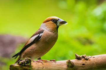 Closeup of a male hawfinch Coccothraustes coccothraustes songbird perched in a forest.