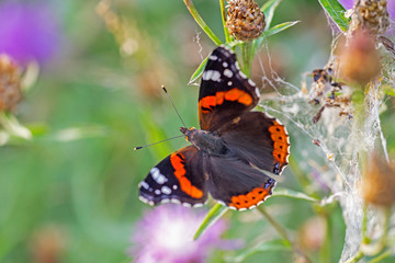 Obraz na płótnie Canvas  Red admiral (Vanessa atalanta) is a butterfly of the Nymphalidae family/ 