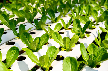 Raw Green Oak Salad Lettuce Growing in Plastic Pipe in Hydroponics Organic Agriculture Farm System as Modern Agro industrial Farming.