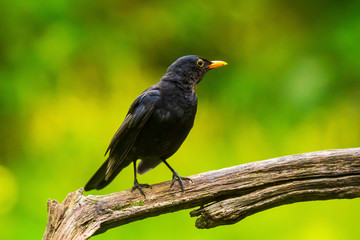 Closeup of a Blackbird male (turdus merula) perched in a forest tree