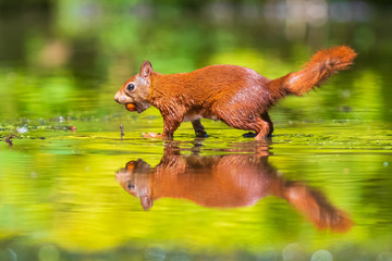 Eurasian red squirrel, Sciurus vulgaris, reflection forest wildlife in water