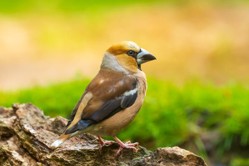 Beautiful hawfinch male, Coccothraustes coccothraustes, songbird perched on wood