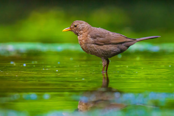 Closeup of a Common Blackbird female, Turdus merula washing, preening, drinking and cleaning in water.