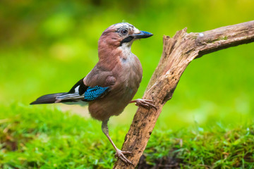Eurasian jay Garrulus glandarius bird perched in a forest tree
