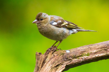 Obraz premium Female chaffinch, Fringilla coelebs, perched in a tree