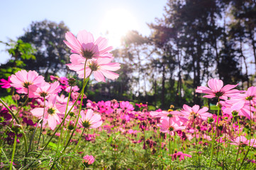 Colorful Cosmos Flower Garden Blooming in Spring Season