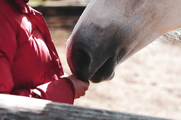 The gray horse touches the mans hand with his nose. The concept of trust and raising animals at...