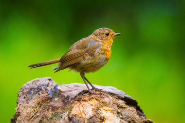 European robin bird (Erithacus rubecula) chick