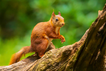 Naklejka na ściany i meble Curious Eurasian red squirrel, Sciurus vulgaris, running and jumping through trees in a forest
