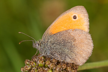 The small heath (Coenonympha pamphilus) is a butterfly species belonging to the family Nymphalidae.
