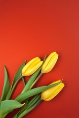 Bouquet of yellow tulips on red background. Happy mothers day, women's day, wedding and valentines day. Greeting card with copy space