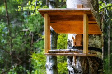 Bird feeder in the forest.