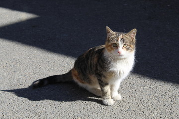 street kitten
