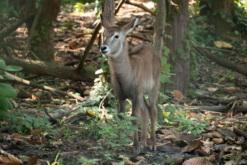 Waterbuck