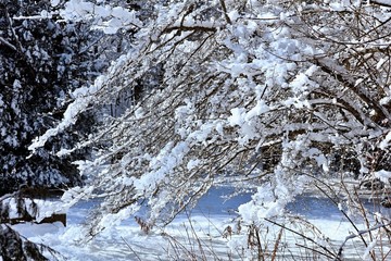 Beautiful winter landscape with snow.