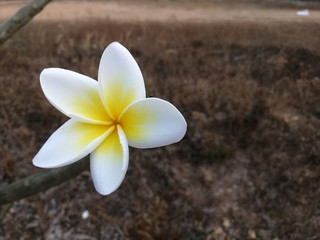 White plumeria flower stand out on a natural brown background.