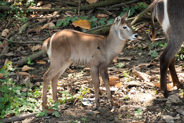 Waterbuck