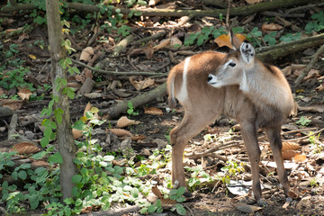 Waterbuck