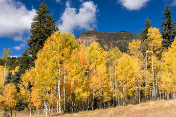 Autumn gold in the Cimarrona Valley with  mountain peaks dominating the horizon. Located within the San Juan National Forest, Colorado.