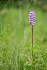 Common Spotted Orchid Dactylorhiza fuchsii, in meadow