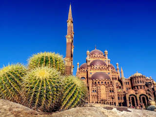 Four giant spherical spiky cactus on the background of blurred El Sahaba Mosque in Sharm El Sheikh (Egypt), close-up. Beautiful green and yellow succulents growing on a street in a tropical city