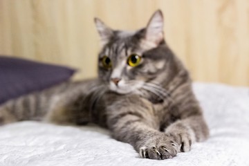 Handsome grey tabby british shorthair cat is lying on a sofa. Focus on forepaws