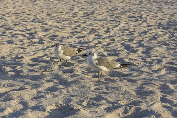 Few small cute Gulls on Miami South Beach. Gorgeous nature background.