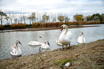 The swans swimming on the river