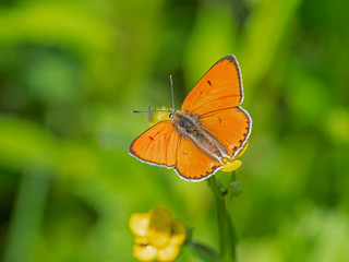 The large copper (Lycaena dispar) is a butterfly of the family Lycaenidae.