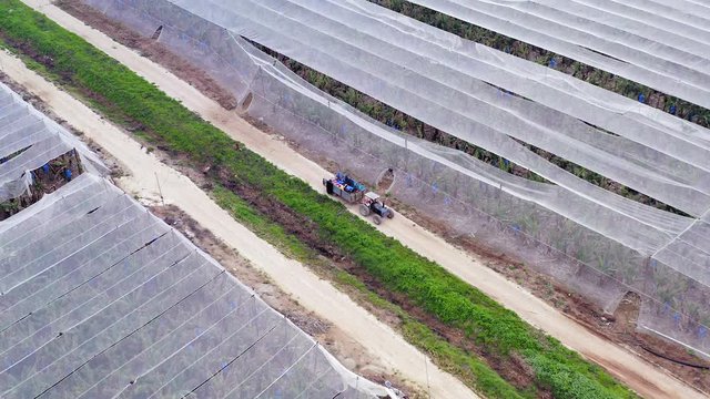 Ripe Bananas packed in blue plastic bags loaded on a Tracor trailer, Aerial view.